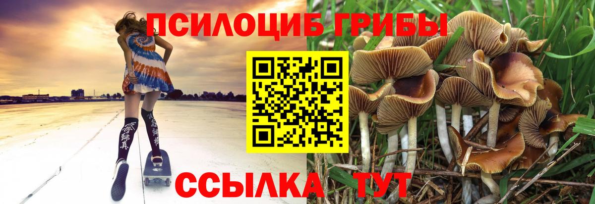 Сарапул  Галлюциногенные грибы Psilocybe  Вход с VPN 